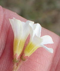 Oxalis punctata