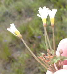 Oxalis punctata