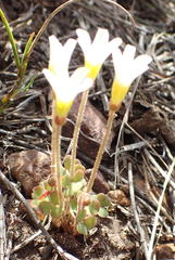 Oxalis punctata