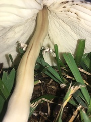 Chlorophyllum molybdites