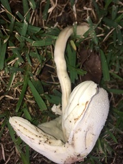 Chlorophyllum molybdites