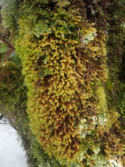 Cladomnion ericoides