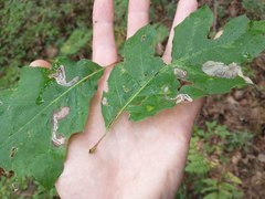 Stigmella quercipulchella