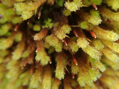 Cladomnion ericoides