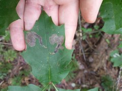 Coptotriche castaneaeella