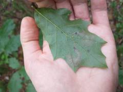 Coptotriche castaneaeella