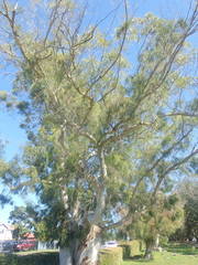 Eucalyptus pulchella