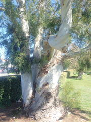 Eucalyptus pulchella