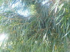 Eucalyptus pulchella