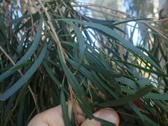 Eucalyptus pulchella