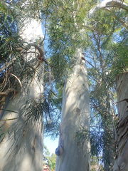 Eucalyptus pulchella