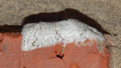 Cerurella natalensis