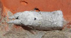 Cerurella natalensis