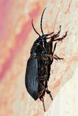 Calosoma planicolle