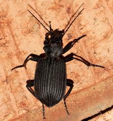 Calosoma planicolle