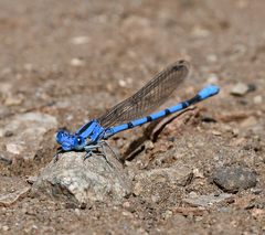 Argia agrioides