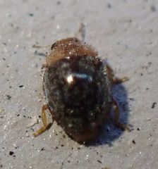 Rhyzobius lophanthae