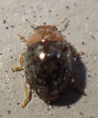 Rhyzobius lophanthae