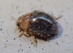 Rhyzobius lophanthae