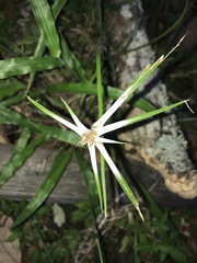 Rhynchospora nervosa