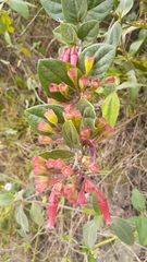 Macleania cordifolia