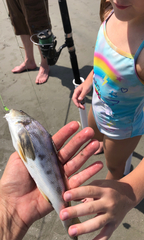 Scomberomorus maculatus