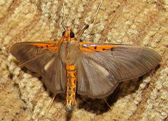 Filodes costivitralis