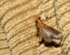 Filodes costivitralis