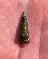 Pleurocera attenuata