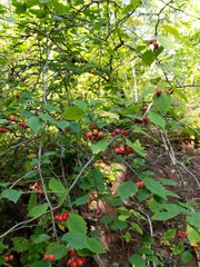Crataegus macrosperma