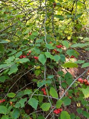 Crataegus macrosperma