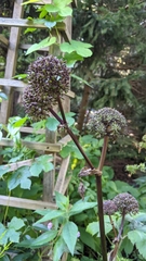 Angelica gigas