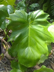 Philodendron lacerum