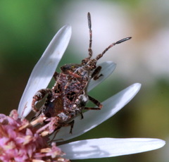 Merocoris