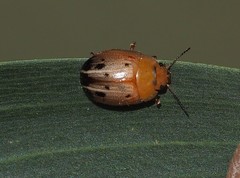 Peltoschema perplexum