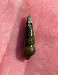 Pleurocera attenuata