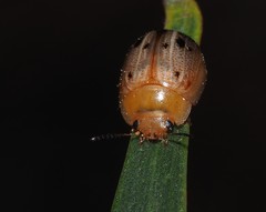 Peltoschema perplexum