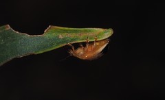 Peltoschema perplexum
