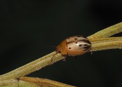 Peltoschema perplexum