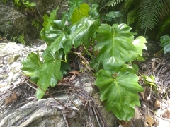 Philodendron lacerum