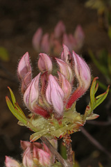 Rhododendron periclymenoides