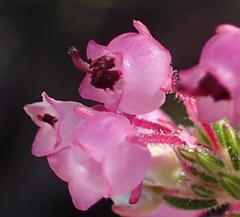 Erica grata