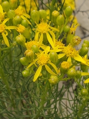 Senecio blochmaniae