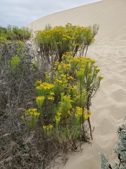 Senecio blochmaniae