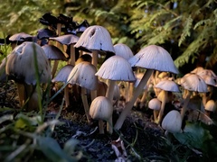 Fungi