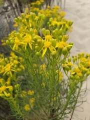 Senecio blochmaniae