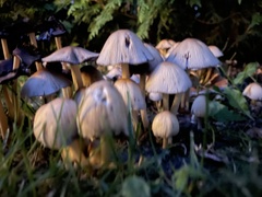 Fungi