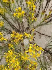 Senecio blochmaniae