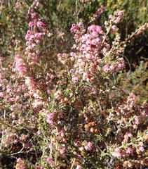Erica grata