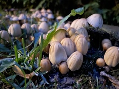 Fungi